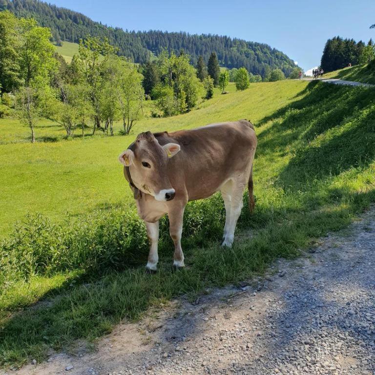 Ferienwohnung Allgaeuglueck Im Ferienpark Oberallgaeu Mit Hallenbad, Sauna, Wlan Missen-Wilhams Luaran gambar